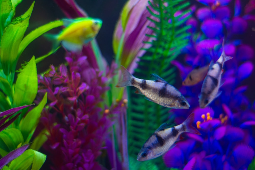 観賞魚を飼い始めてわかったこと【アクアリウムが仕事・学習の良い休息になる理由】